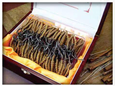 子洲冬虫夏草回收